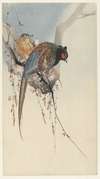 Pheasant couple and plum blossom