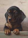 Young dachshund