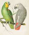 Amazon Parrot, Grey Parrot