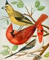 Cardinals,Virginian Nightingale