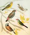 Finches And Australian Waxbill