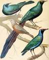 Glossy Starlings, Malabar Mynah