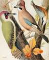 Green Woodpecker, Jay, Nuthatch