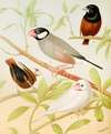 Java Sparrows, Nuns