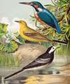 Kingfisher, Wagtails