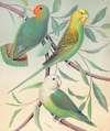 Red-Headed Love-Bird, Grass Parakeet, Madagascar Love-Bird