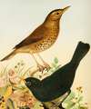Song Thrush And Blackbird