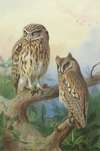 Little Owl And Scops Owl