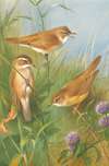 Sedge Warbler, Reed Warbler And marsh Warbler
