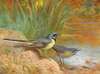5 Grey Wagtails
