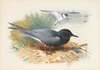 Black Tern; Great Shearwater