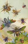 Beautiful Exotic Bees
