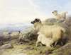 Sheep On A Mountainside