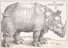 The rhinoceros