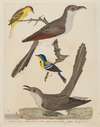 Carolina Cuckoo, Black-billed Cuckoo, Blue Yellow-backed Warbler, and Yellow Red-poll Warbler