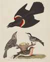 Red-winged Starling, Female Red-winged Starling, Black-poll Warbler, and Lesser Red-poll