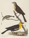 Yellow-headed Blackbird, Female Blackbird, and Female Cape May Warbler