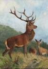 A Dominant Stag