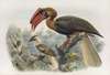 Hydrocorax planicornis