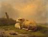 A resting sheep and a lamb