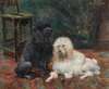 The Royal Poodles Jocko and Geraldine