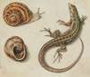 A lizard with a snail and a snail shell