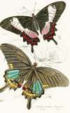 Papilio Ascanius, Pap Paris
