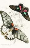 Papilio Memnon,Pap Aeneas