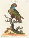Leitner after George Edwards, Parrot (Le Perroquet Brunatre. Pfittacus Fulcus Mexicanus)