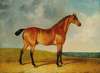 A bay horse in a vast landscape