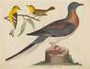 Passenger Pigeon, Blue-mountain Warbler, and Hemlock Warbler