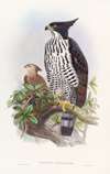 Black-and-white Crested Eagle