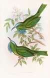 Blue-throated Nyctiornis