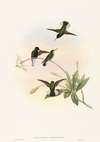 Callipharus nigriventris (Black-bellied Hummingbird)