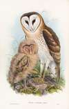 Grass-Owl