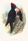 Great Black Woodpecker (Dryocopus martius)