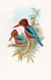 Indian Kingfisher
