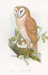 Indian Screech Owl