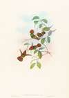 Lophornas reginae (Spangled Coquette)