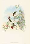 Lophornis chalybeus (Festive Coquette)