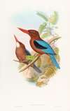 Manilla Kingfisher