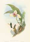 Myiabeillia typica (Abeille’s Hummingbird)