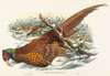 Phasianus colchicus (Ring-necked Pheasant)