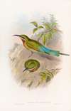 Philippine Bee-eater