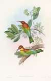Pirik Bee-eater