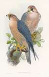 Red-naped Falcon