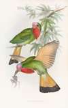 Red-throated Nyctiornis