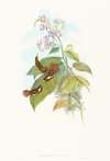 Selashorus scintilla (Scintillant Hummingbird)