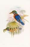 Sumatra Kingfisher