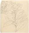 Grawa (Vernonia amygdalina)